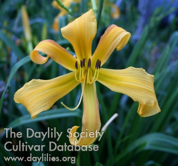 Daylily Go Go Curls